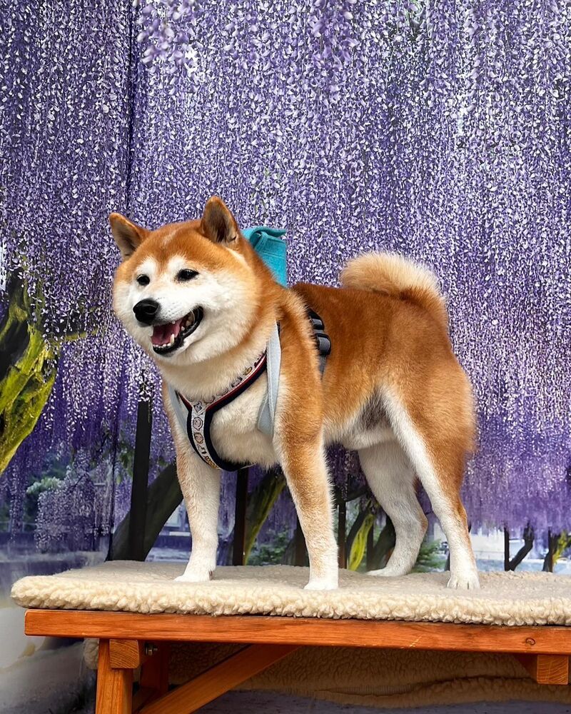 画像11868