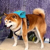 画像11869