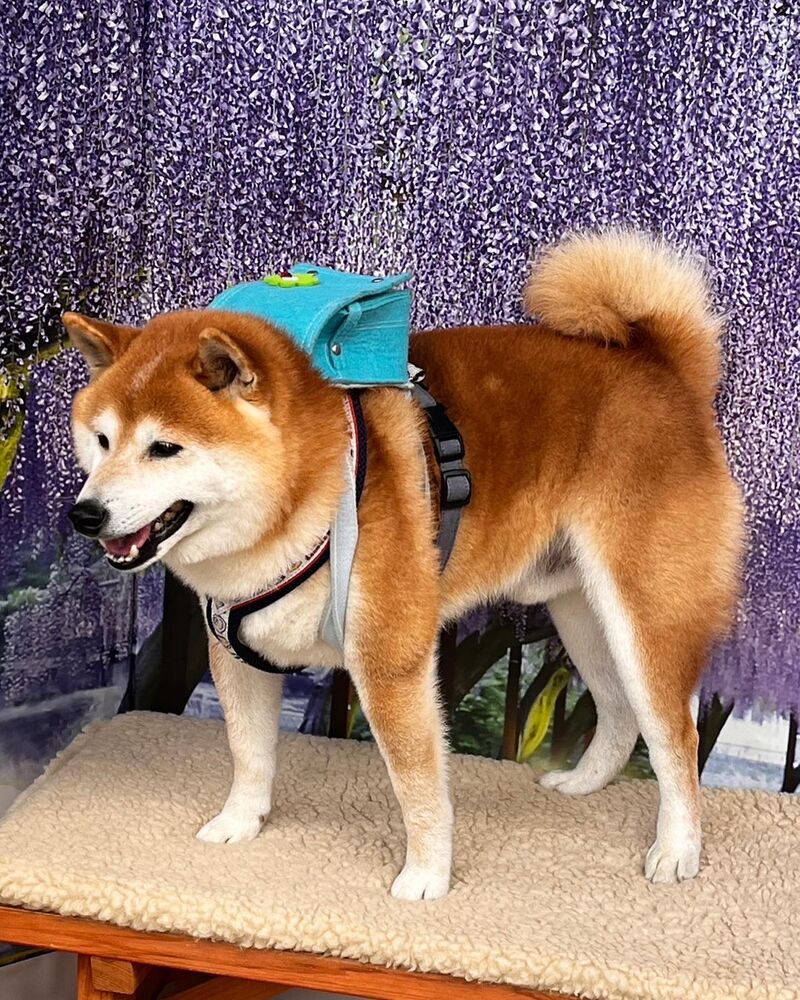 画像11869