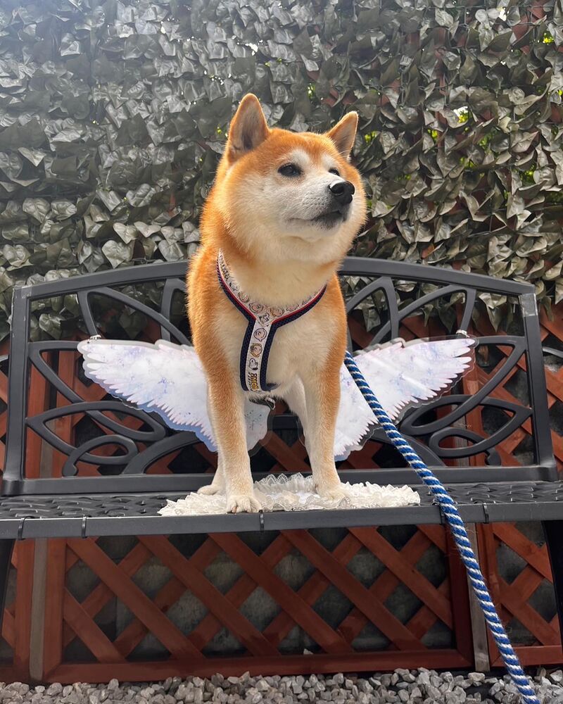 画像11874