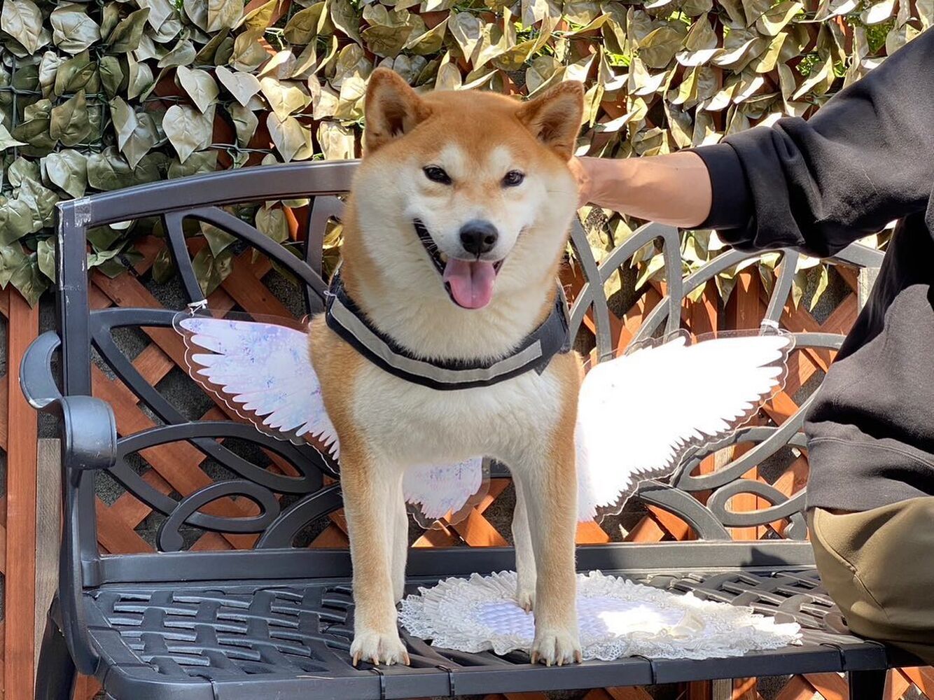 画像12704