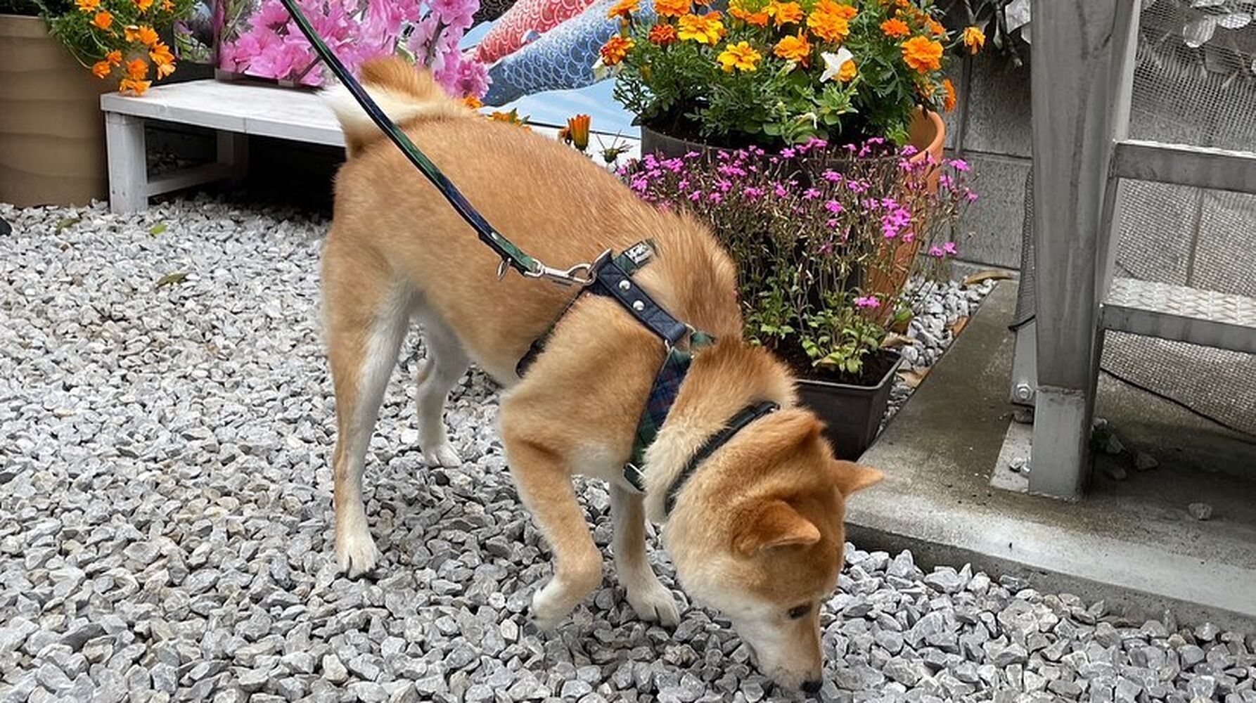 画像12855