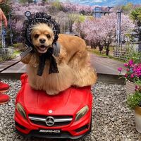 画像12915