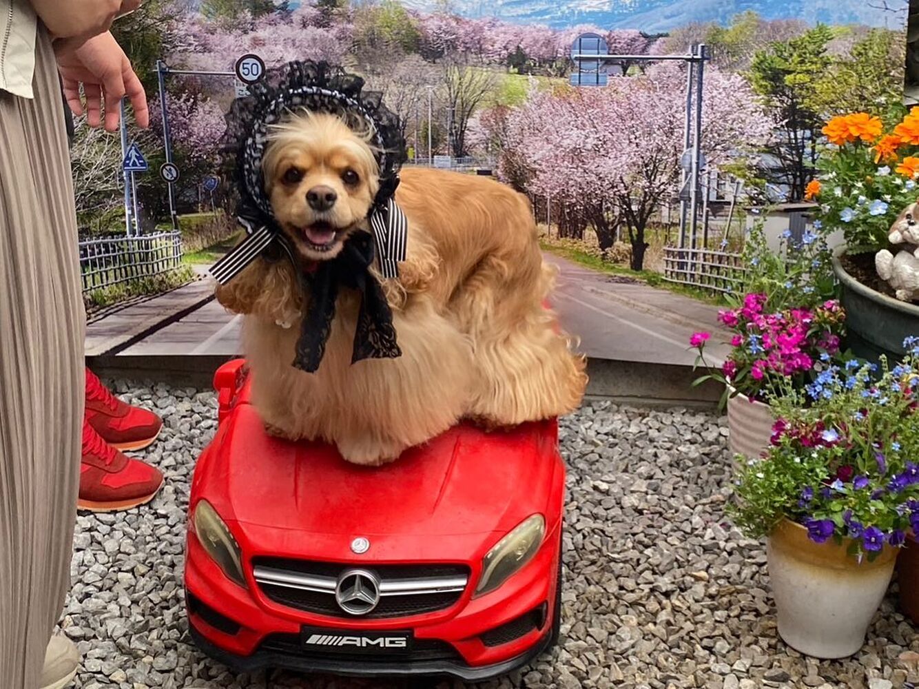 画像12915