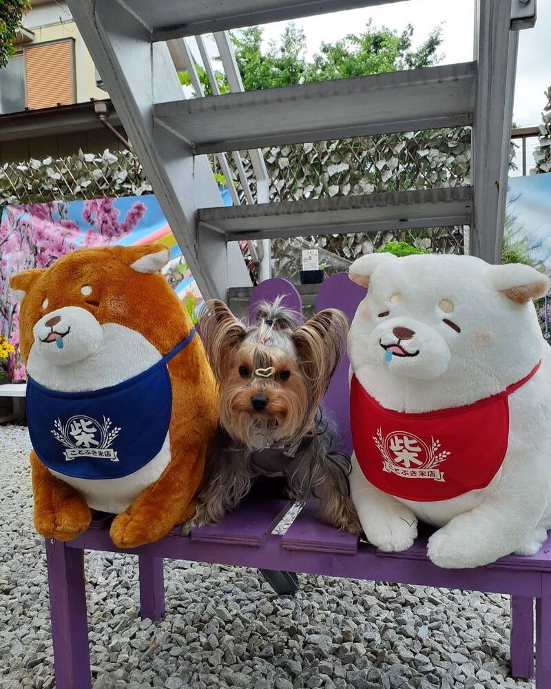画像12940