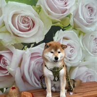画像13279