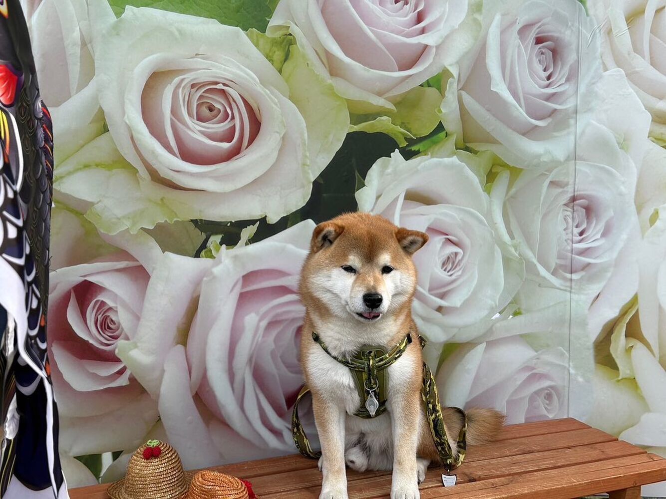 画像13279