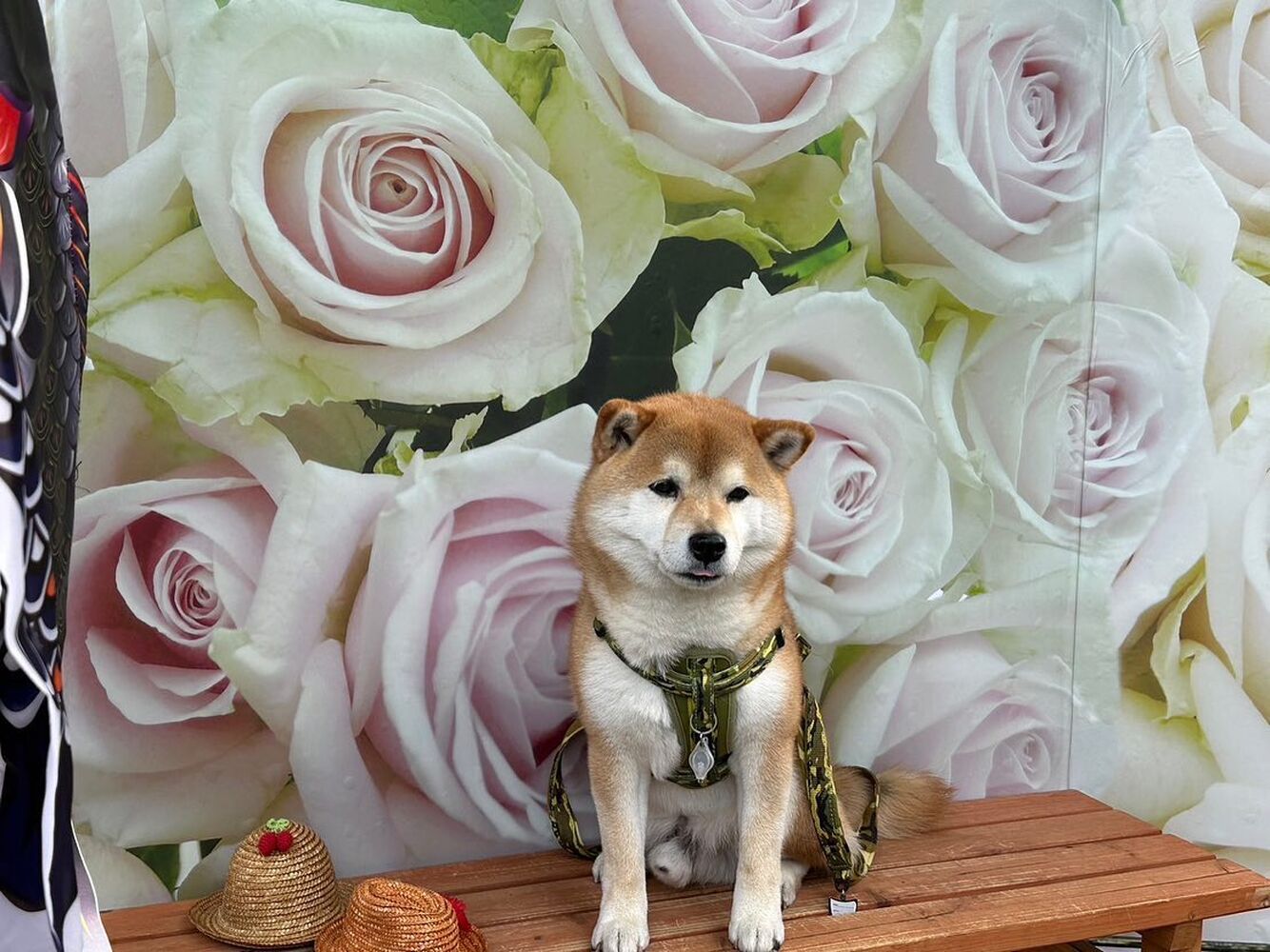画像13280