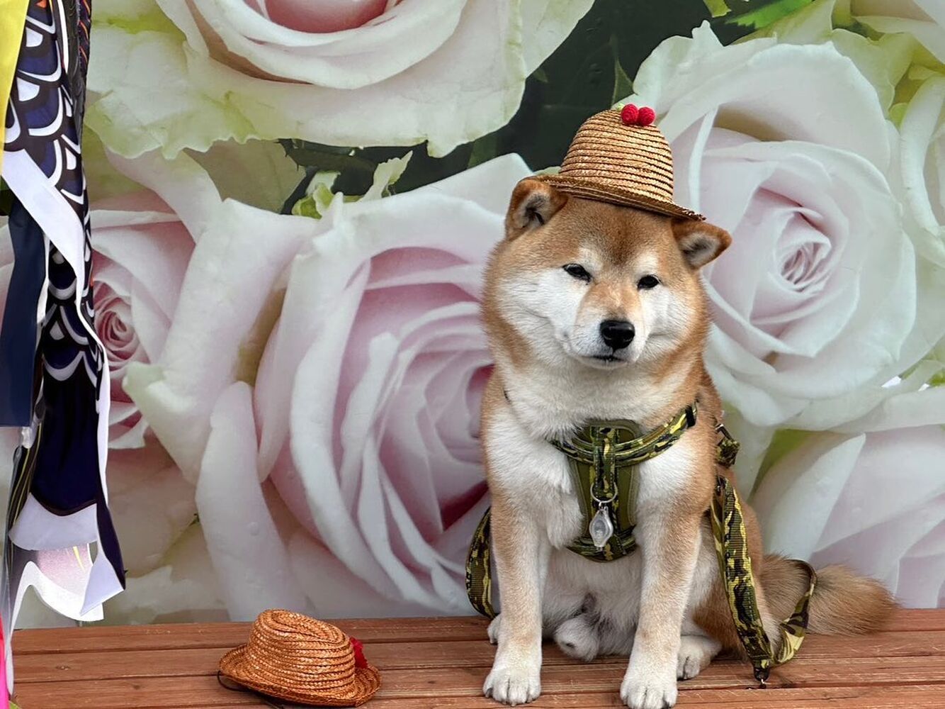 画像13281