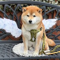 画像13283