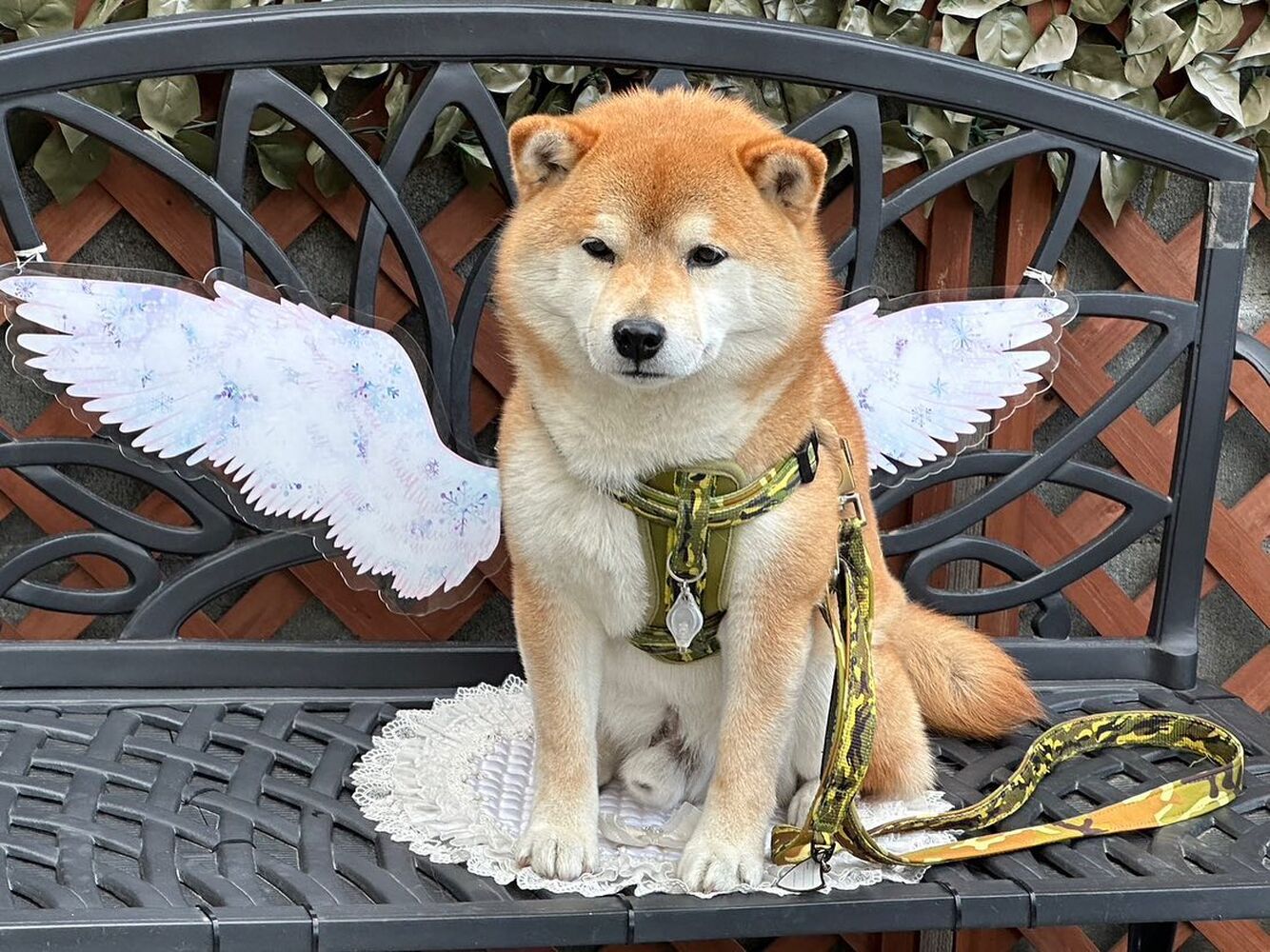 画像13283