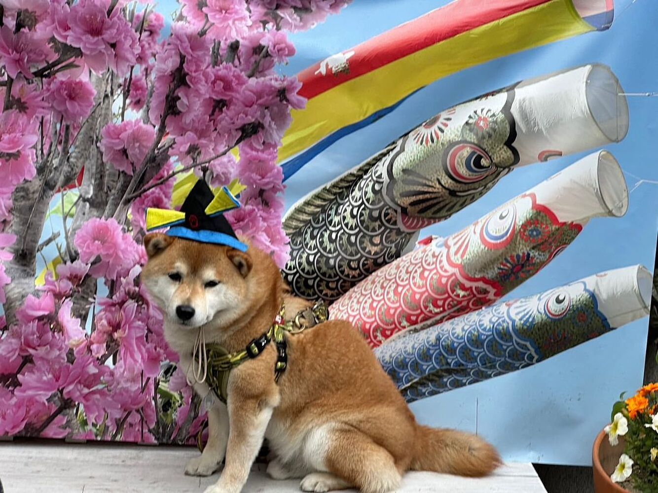 画像13285