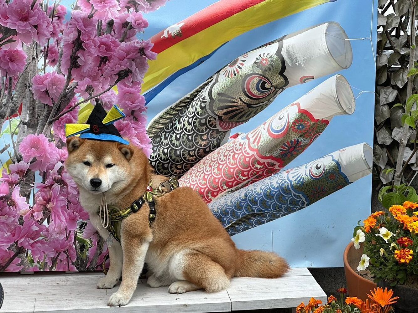 画像13286