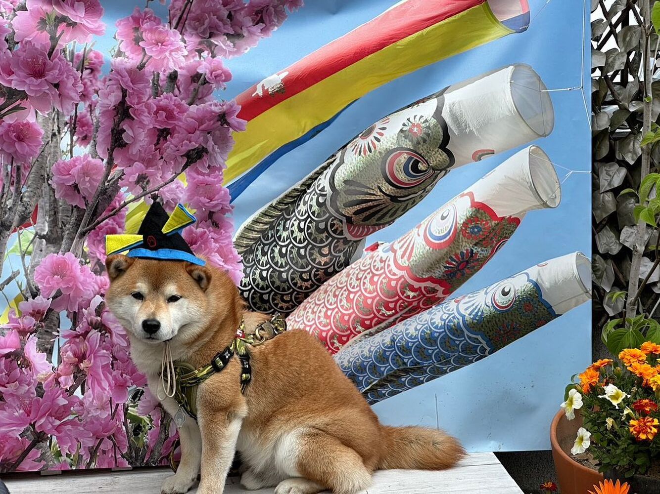 画像13287