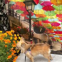 画像14092