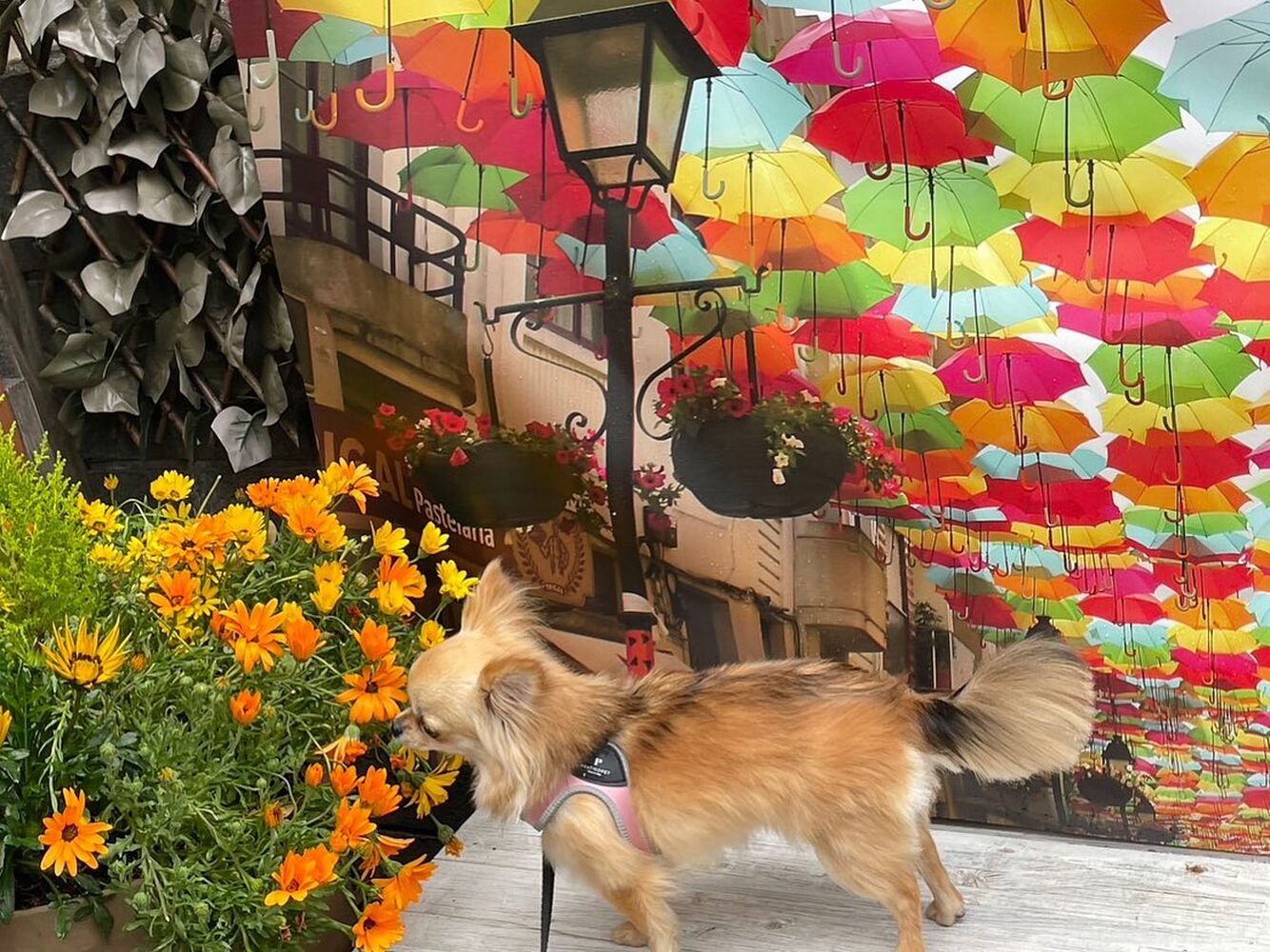 画像14092