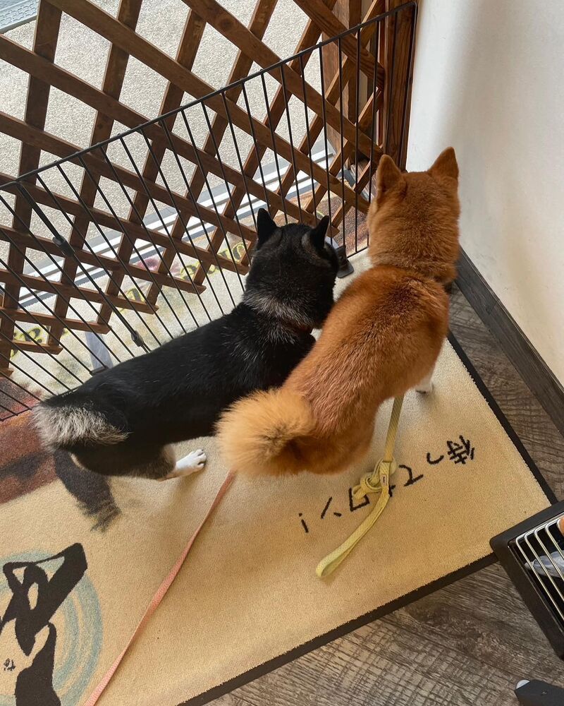 画像14199