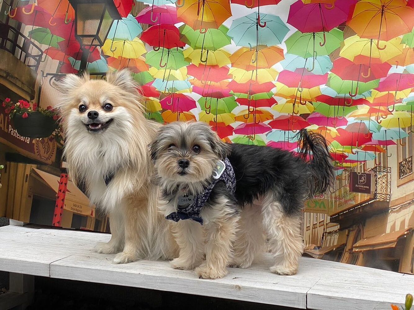 画像14735