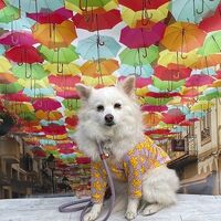 画像15510