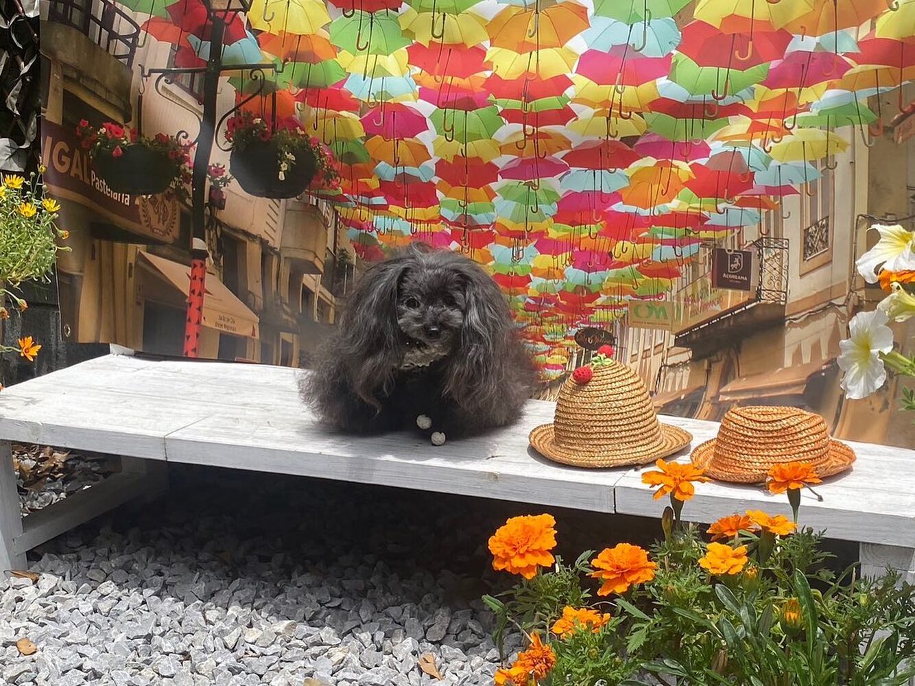 画像15736