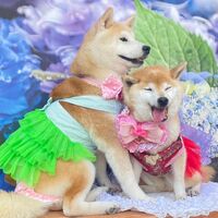 画像15749