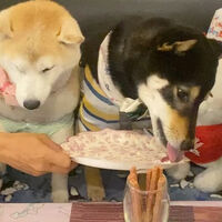 画像15782