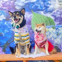 画像15785