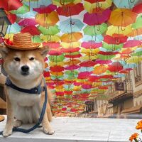 画像16024