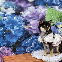 画像16047