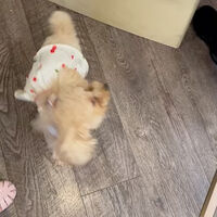 画像16271