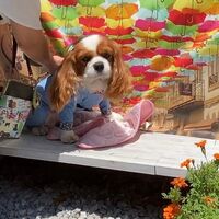 画像16517
