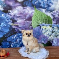 画像16526