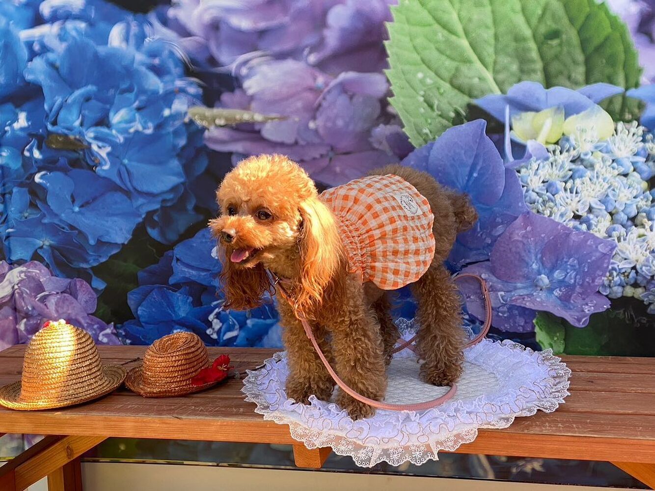 画像16578