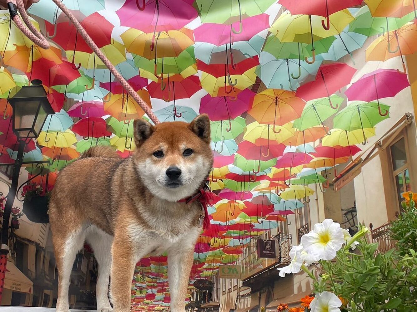 画像16806