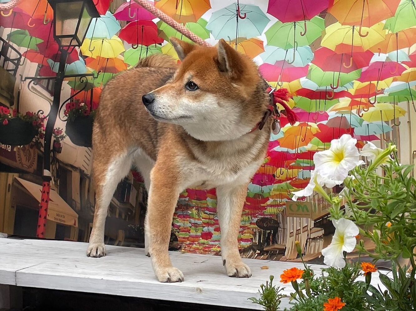 画像16807