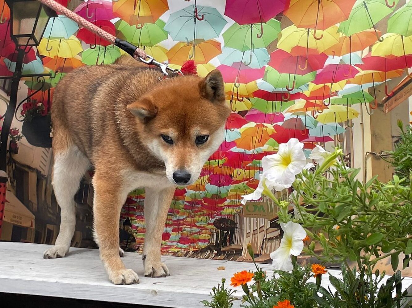 画像16808