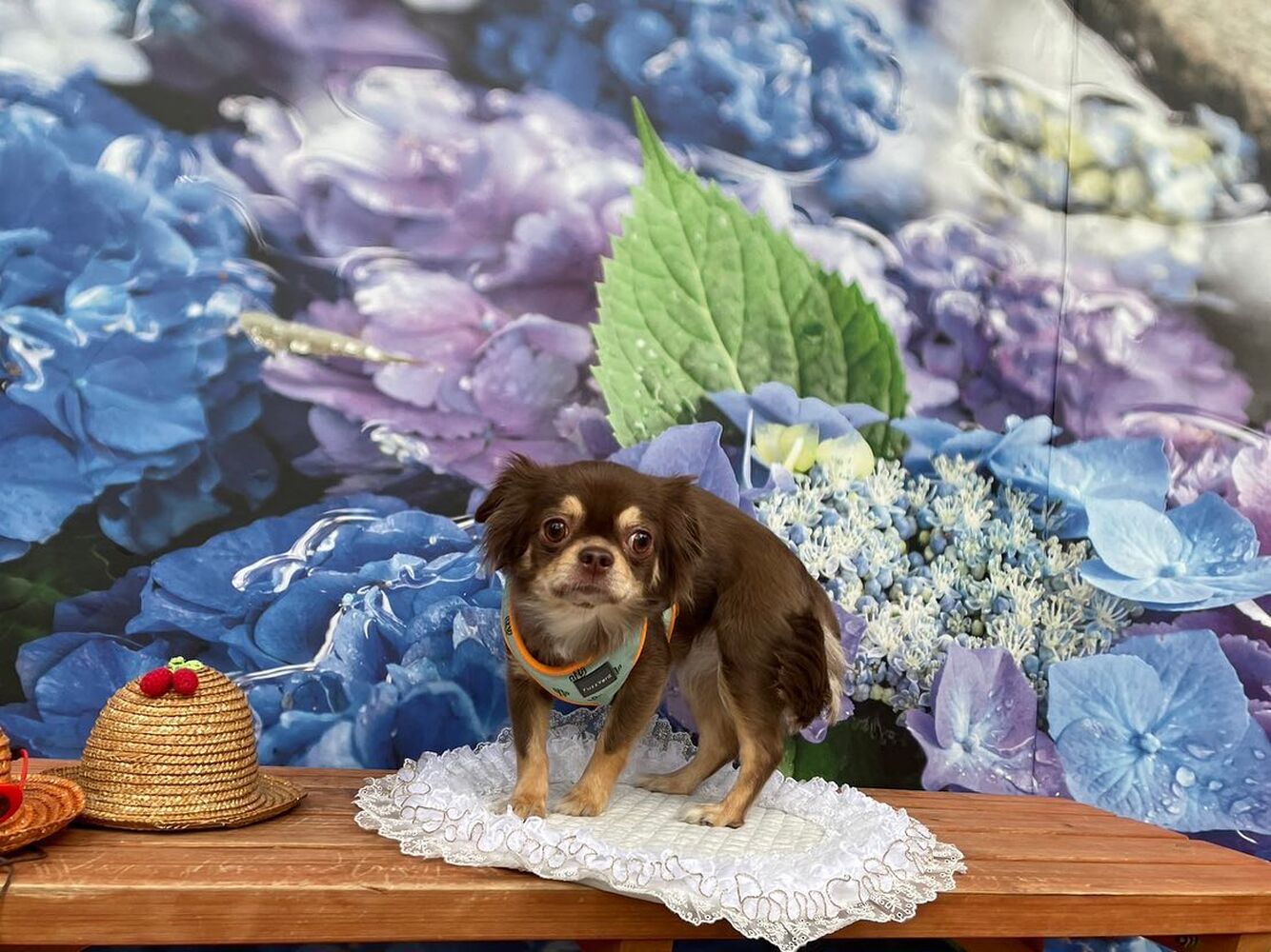 画像17085