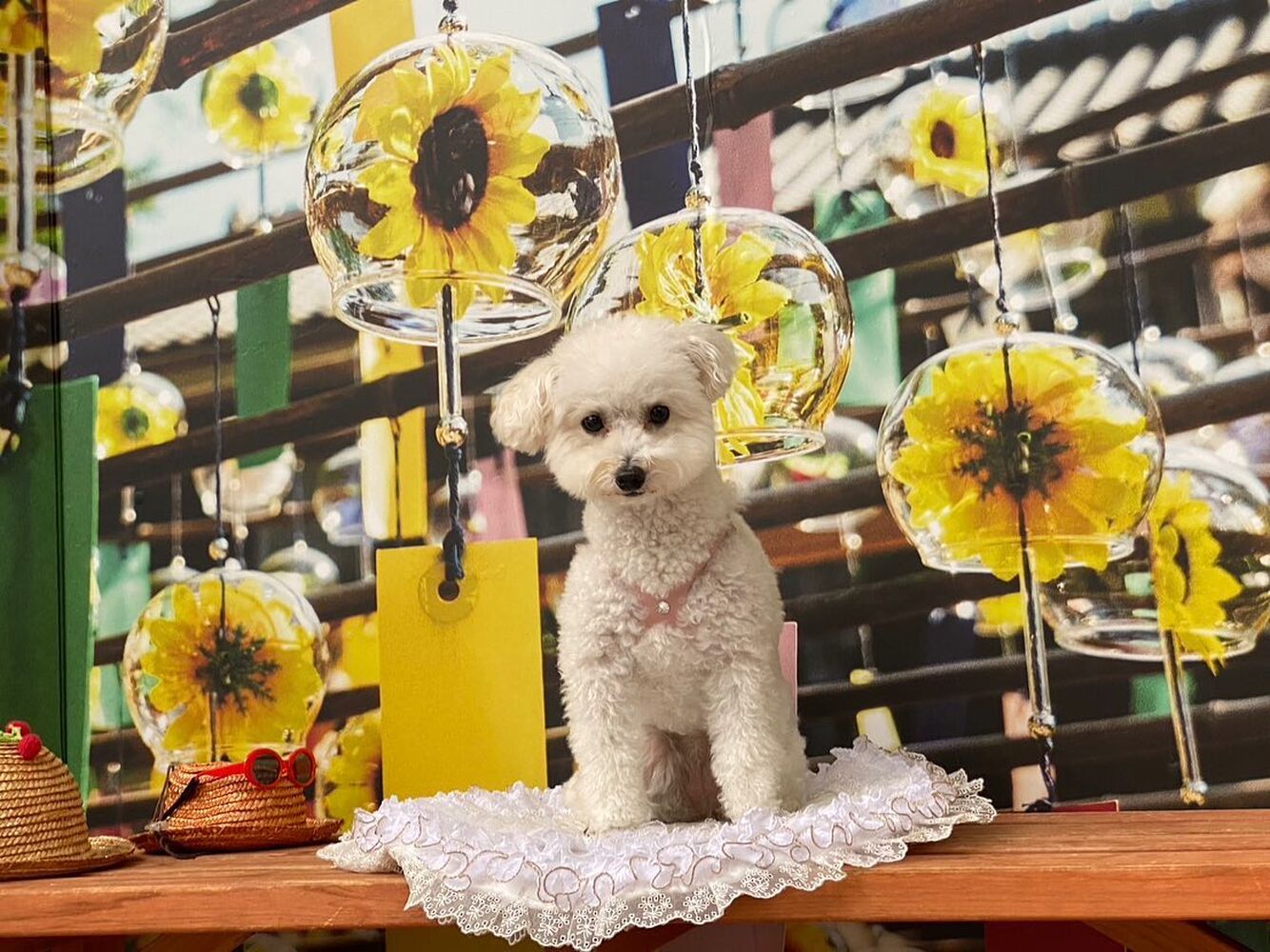 画像17417