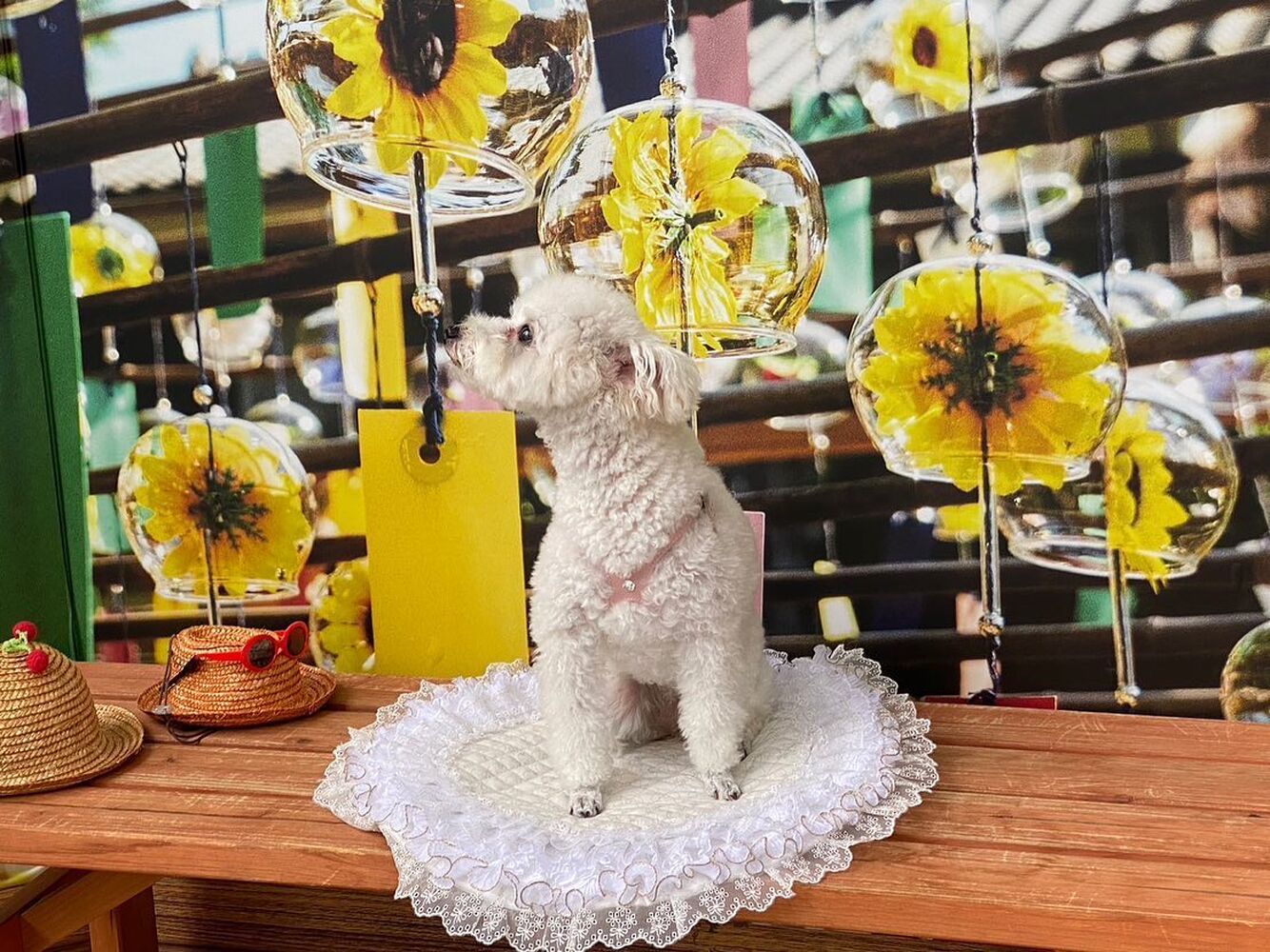 画像17419