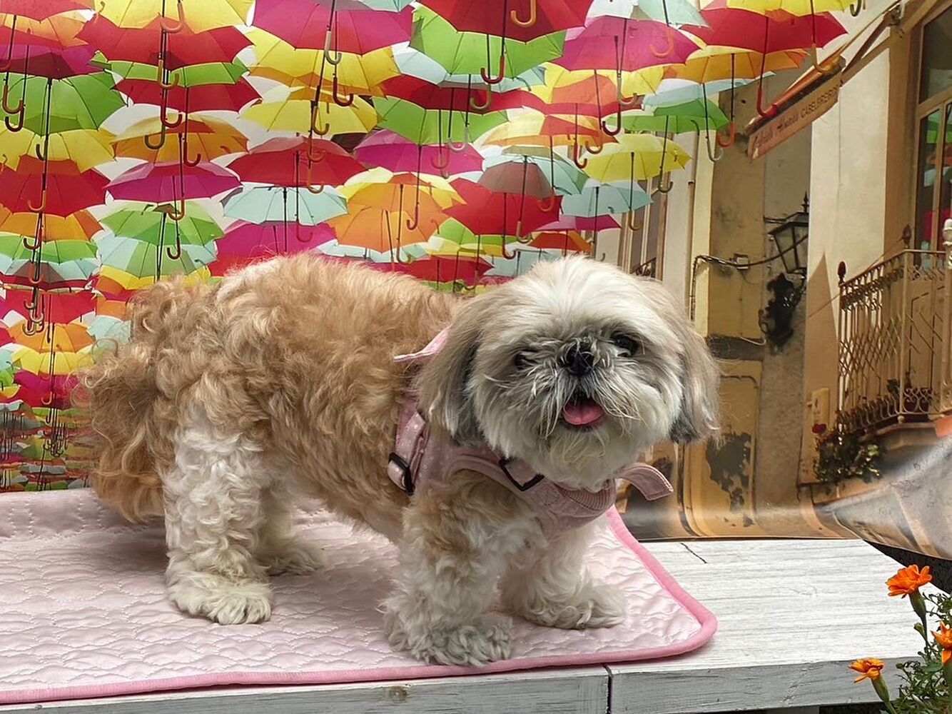画像18050