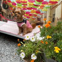 画像18089