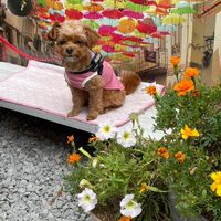 画像18090