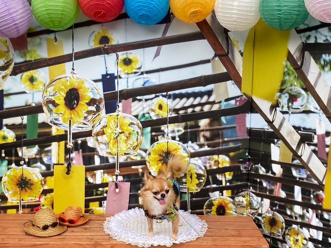 画像18099