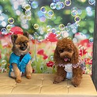 画像18152