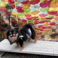 画像18255
