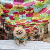 画像18313