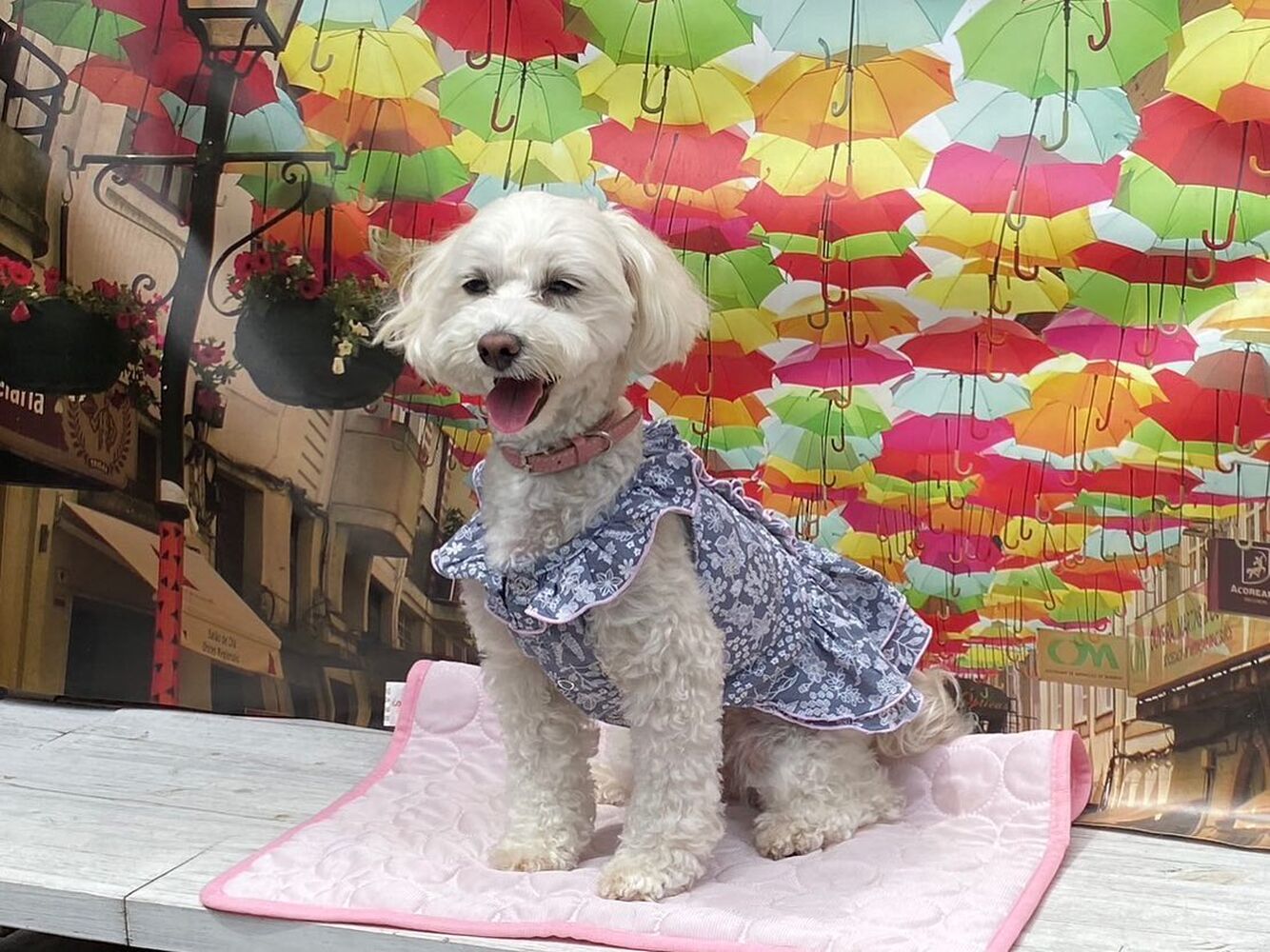 画像18427