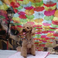 画像18444