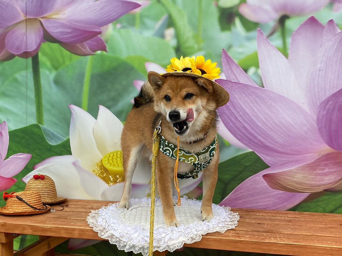 画像20180