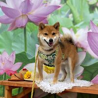 画像20181